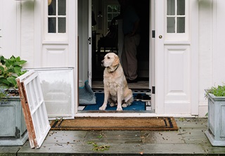 Dog standing in doorway during window replacement process.