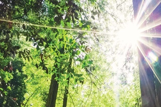 Image of light shining through wooded forest